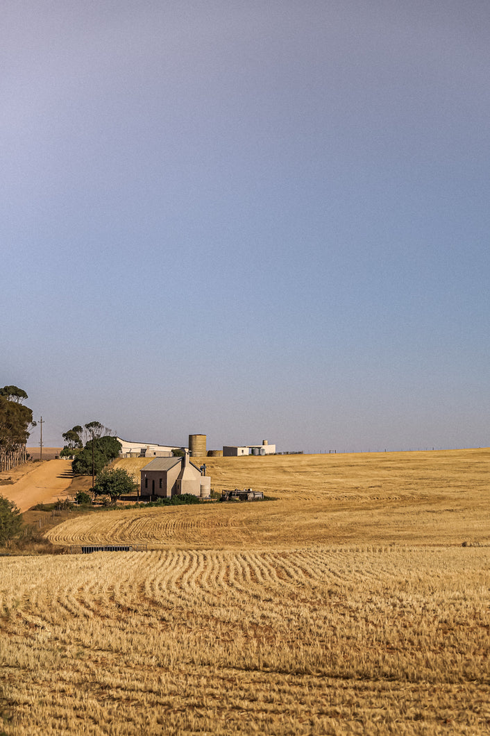 Wheat Fields, Western Cape