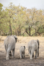 Load image into Gallery viewer, Three Elephants, Ngala Reserve