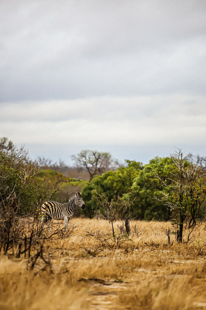 Zebra, Ngala Reserve