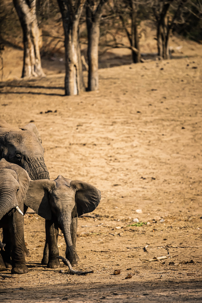 Baby Elephants, Ngala Reserve