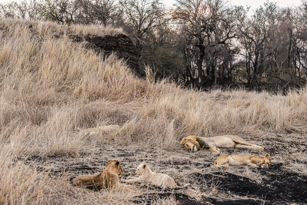 Lions, Ngala Reserve