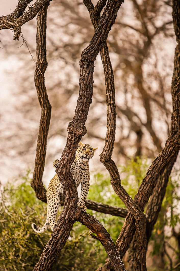 Climbing Leopard, Ngala Reserve