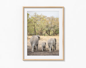 Three Elephants, Ngala Reserve