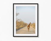 Load image into Gallery viewer, Giraffe, Ngala Reserve