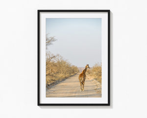 Giraffe, Ngala Reserve