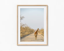Load image into Gallery viewer, Giraffe, Ngala Reserve