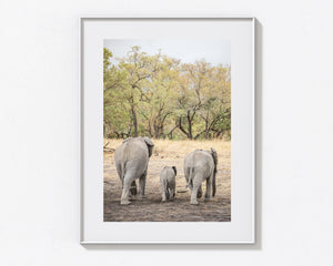 Three Elephants, Ngala Reserve